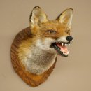 Renard roux Tête de renard Renard aveugle Préparation avec gueule ouverte Hauteur 30 cm