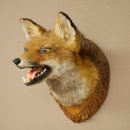 Renard roux Tête de renard Renard aveugle Préparation avec gueule ouverte Hauteur 30 cm