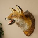 Renard roux Tête de renard Renard aveugle Préparation avec gueule ouverte Hauteur 30 cm