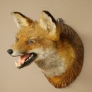 Renard roux Tête de renard Renard aveugle Préparation avec gueule ouverte Hauteur 30 cm