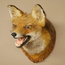 Renard roux Tête de renard Renard aveugle Préparation avec gueule ouverte Hauteur 30 cm