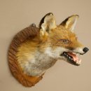 Renard roux Tête de renard Renard aveugle Préparation avec gueule ouverte Hauteur 30 cm