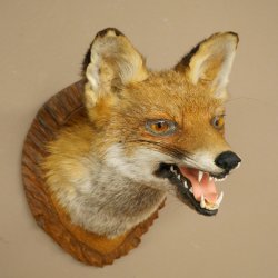 Renard roux Tête de renard Renard aveugle Préparation avec gueule ouverte Hauteur 30 cm