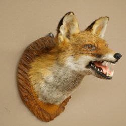 Renard roux Tête de renard Renard aveugle Préparation avec gueule ouverte Hauteur 30 cm