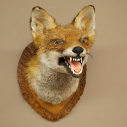 Renard roux Tête de renard Renard aveugle Préparation avec gueule ouverte Hauteur 30 cm