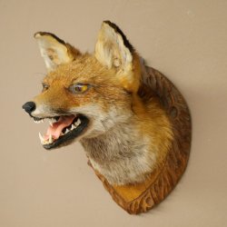 Renard roux Tête de renard Renard aveugle Préparation avec gueule ouverte Hauteur 30 cm