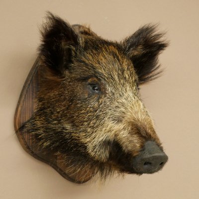 Wildschwein kleiner Europäischer Keiler Keilerkopf Überläufer Höhe 37 cm Kopf Tierpräparat Präparat Trophäe Schild 34.1.76