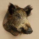Wildschwein kleiner Europäischer Keiler Keilerkopf...