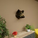 Wildschwein kleiner Europäischer Keiler Keilerkopf Überläufer Höhe 37 cm Kopf Tierpräparat Präparat Trophäe Schild 34.1.76