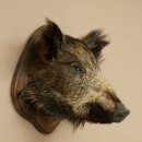 Wildschwein kleiner Europäischer Keiler Keilerkopf...