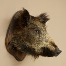 Wildschwein kleiner Europäischer Keiler Keilerkopf Überläufer Höhe 37 cm Kopf Tierpräparat Präparat Trophäe Schild 34.1.76