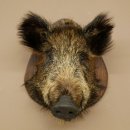 Wildschwein kleiner Europäischer Keiler Keilerkopf Überläufer Höhe 37 cm Kopf Tierpräparat Präparat Trophäe Schild 34.1.76