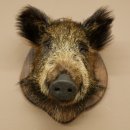 Wildschwein kleiner Europäischer Keiler Keilerkopf Überläufer Höhe 37 cm Kopf Tierpräparat Präparat Trophäe Schild 34.1.76
