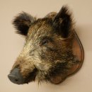 Wildschwein kleiner Europäischer Keiler Keilerkopf Überläufer Höhe 37 cm Kopf Tierpräparat Präparat Trophäe Schild 34.1.76