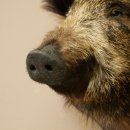Wildschwein kleiner Europäischer Keiler Keilerkopf Überläufer Höhe 37 cm Kopf Tierpräparat Präparat Trophäe Schild 34.1.76