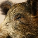 Wildschwein kleiner Europäischer Keiler Keilerkopf Überläufer Höhe 37 cm Kopf Tierpräparat Präparat Trophäe Schild 34.1.76