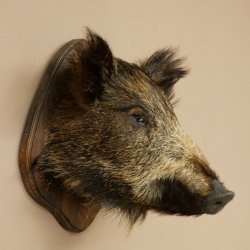 Wildschwein kleiner Europäischer Keiler Keilerkopf Überläufer Höhe 37 cm Kopf Tierpräparat Präparat Trophäe Schild 34.1.76