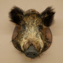 Wildschwein kleiner Europäischer Keiler Keilerkopf Überläufer Höhe 37 cm Kopf Tierpräparat Präparat Trophäe Schild 34.1.76