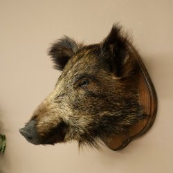 Wildschwein kleiner Europäischer Keiler Keilerkopf Überläufer Höhe 37 cm Kopf Tierpräparat Präparat Trophäe Schild 34.1.76