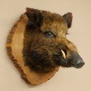 Wildschwein Europäischer Keiler Keilerkopf Höhe 47 cm Kopf Tierpräparat Präparat Trophäe Baumscheibe 34.1.77