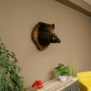 Wildschwein Europäischer Keiler Keilerkopf Höhe 47 cm Kopf Tierpräparat Präparat Trophäe Baumscheibe 34.1.77