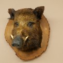 Wildschwein Europäischer Keiler Keilerkopf Höhe 47 cm Kopf Tierpräparat Präparat Trophäe Baumscheibe 34.1.77