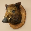 Wildschwein Europäischer Keiler Keilerkopf Höhe 47 cm Kopf Tierpräparat Präparat Trophäe Baumscheibe 34.1.77