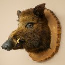 Wildschwein Europäischer Keiler Keilerkopf Höhe 47 cm Kopf Tierpräparat Präparat Trophäe Baumscheibe 34.1.77