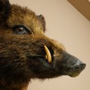 Wildschwein Europäischer Keiler Keilerkopf Höhe 47 cm Kopf Tierpräparat Präparat Trophäe Baumscheibe 34.1.77
