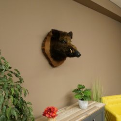 Wildschwein Europäischer Keiler Keilerkopf Höhe 47 cm Kopf Tierpräparat Präparat Trophäe Baumscheibe 34.1.77