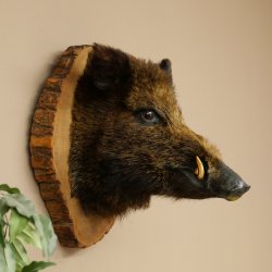 Wildschwein Europäischer Keiler Keilerkopf Höhe 47 cm Kopf Tierpräparat Präparat Trophäe Baumscheibe 34.1.77