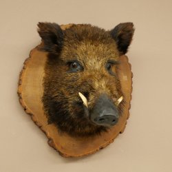 Wildschwein Europäischer Keiler Keilerkopf Höhe 47 cm Kopf Tierpräparat Präparat Trophäe Baumscheibe 34.1.77