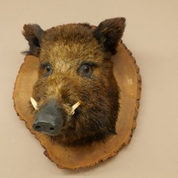 Wildschwein Europäischer Keiler Keilerkopf Höhe 47 cm Kopf Tierpräparat Präparat Trophäe Baumscheibe 34.1.77