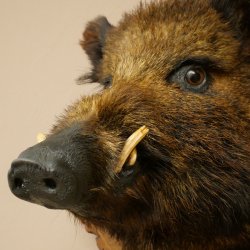Wildschwein Europäischer Keiler Keilerkopf Höhe 47 cm Kopf Tierpräparat Präparat Trophäe Baumscheibe 34.1.77