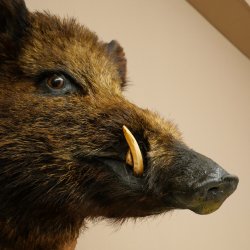 Wildschwein Europäischer Keiler Keilerkopf Höhe 47 cm Kopf Tierpräparat Präparat Trophäe Baumscheibe 34.1.77
