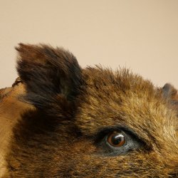Wildschwein Europäischer Keiler Keilerkopf Höhe 47 cm Kopf Tierpräparat Präparat Trophäe Baumscheibe 34.1.77
