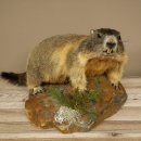 Murmeltier Präparat Höhe 33 cm auf Dekostein...