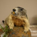 Murmeltier Präparat Höhe 33 cm auf Dekostein Trophäe Murmel 89.12.74