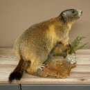 Murmeltier Präparat Höhe 33 cm auf Dekostein Trophäe Murmel 89.12.74
