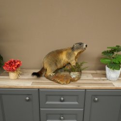 Murmeltier Präparat Höhe 33 cm auf Dekostein Trophäe Murmel 89.12.74