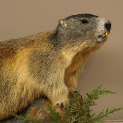 Murmeltier Präparat Höhe 33 cm auf Dekostein Trophäe Murmel 89.12.74