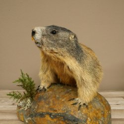 Murmeltier Präparat Höhe 33 cm auf Dekostein Trophäe Murmel 89.12.74