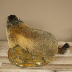 Murmeltier Präparat Höhe 33 cm auf Dekostein Trophäe Murmel 89.12.74
