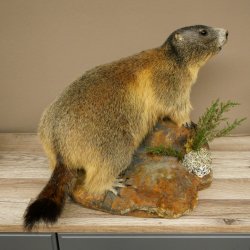 Murmeltier Präparat Höhe 33 cm auf Dekostein Trophäe Murmel 89.12.74