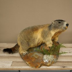 Murmeltier Präparat Höhe 33 cm auf Dekostein Trophäe Murmel 89.12.74