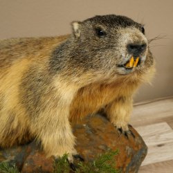 Murmeltier Präparat Höhe 33 cm auf Dekostein Trophäe Murmel 89.12.74