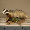 Dachs auf Wurzelholz Deko Podest Tierpräparat...