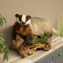 Dachs auf Wurzelholz Deko Podest Tierpräparat...