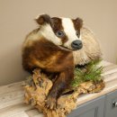Dachs auf Wurzelholz Deko Podest Tierpräparat Raubtier Präparat 89.10.116