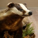 Dachs auf Wurzelholz Deko Podest Tierpräparat Raubtier Präparat 89.10.116